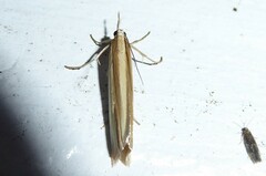 Orocrambus angustipennis