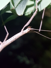 Candovia granulosa