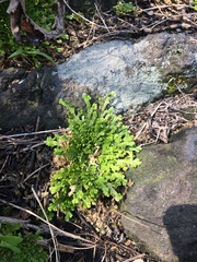Selaginella pallescens