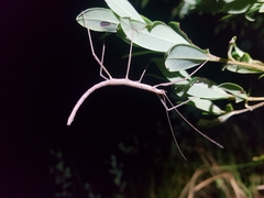 Candovia granulosa