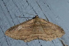 Austrocidaria