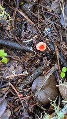Sarcoscypha coccinea