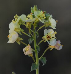 Chylismia claviformis aurantiaca