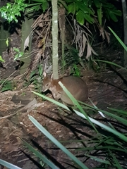 Thylogale stigmatica