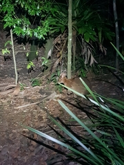 Thylogale stigmatica