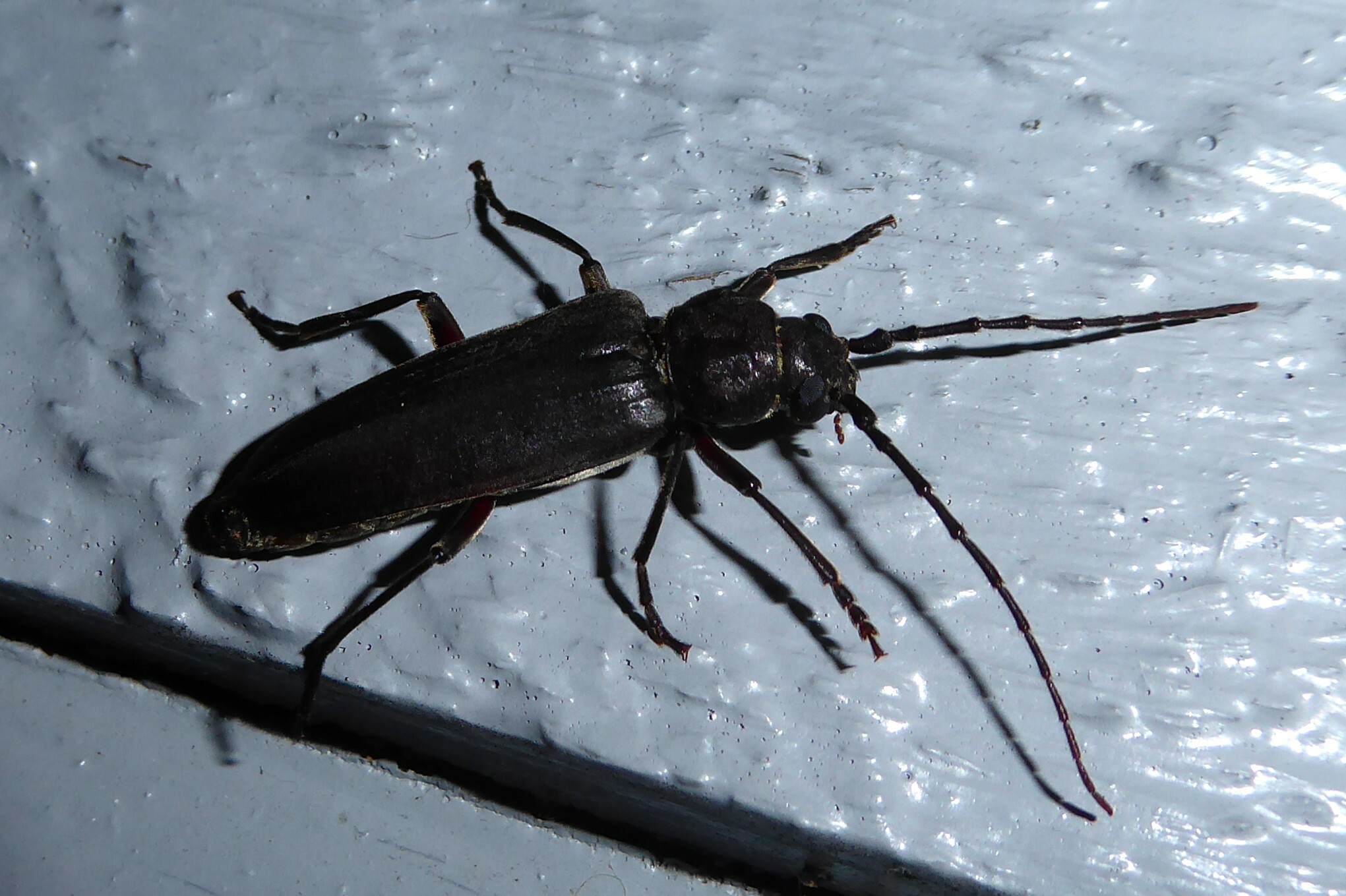 Arhopalus ferus (Mulsant, 1839)