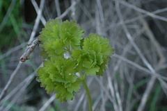 Thalictrum fendleri polycarpum