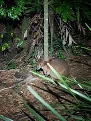 Thylogale stigmatica