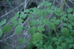 Thalictrum fendleri polycarpum