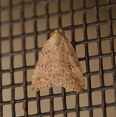 Tolpiodes oligolasia