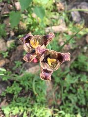 Tigridia vanhouttei