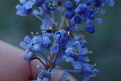 Ceanothus tomentosus olivaceus