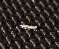 Erechthias zebrina