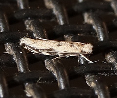 Erechthias zebrina