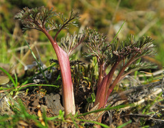 Lomatium klickitatense