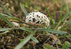Lomatium gormanii