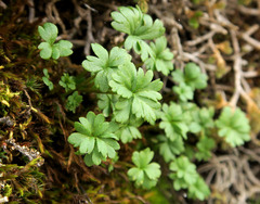 Lithophragma glabrum
