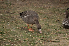 Anser albifrons albifrons