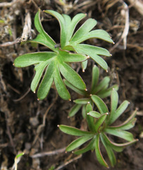 Delphinium nuttallianum
