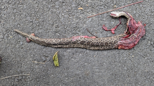 Siamese Russell's Viper