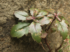 Penstemon richardsonii