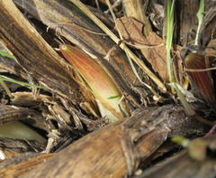 Lomatium columbianum