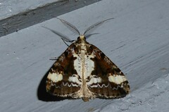 Pseudocoremia leucelaea