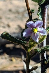 Seringia corollata
