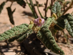 Seringia corollata