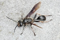 Isodontia auripes