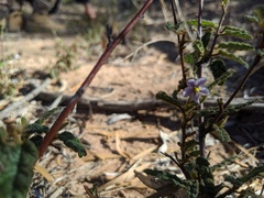 Seringia corollata