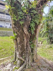 Ficus religiosa