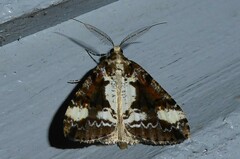 Pseudocoremia leucelaea