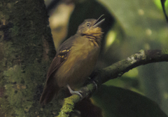 Epinecrophylla fulviventris