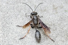 Isodontia auripes