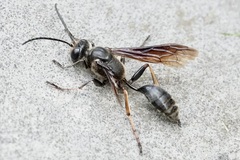 Isodontia auripes