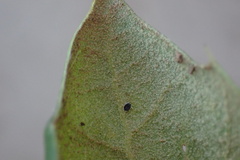 Quercus agrifolia oxyadenia