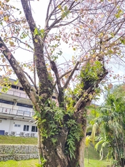 Ficus religiosa