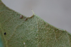 Quercus agrifolia oxyadenia