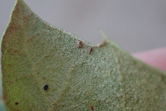 Quercus agrifolia oxyadenia
