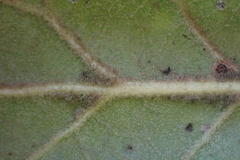 Quercus agrifolia oxyadenia