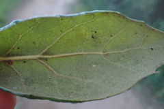 Quercus agrifolia oxyadenia
