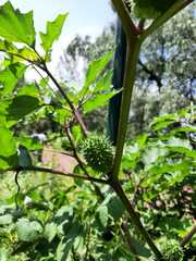 Datura stramonium