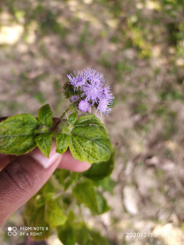 Ageratum houstonianum, UP