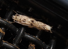 Erechthias zebrina