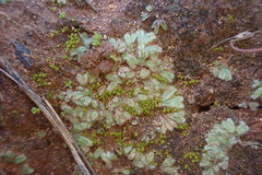 Riccia trichocarpa