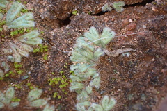 Riccia trichocarpa