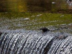 Cinclus mexicanus mexicanus