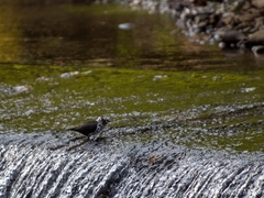 Cinclus mexicanus mexicanus