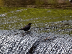 Cinclus mexicanus mexicanus